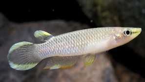 Съвместимост за събиране на съдържание на pryakhax описание снимка.